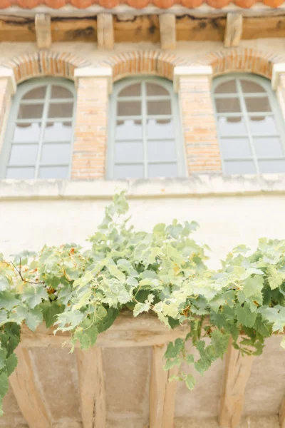 plante d'intérieur vigne feuilles de vigne vignes composition florale